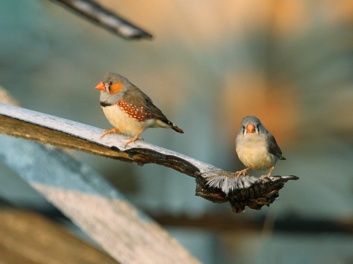 Photo of Zebra Finch (Taeniopygia guttata)