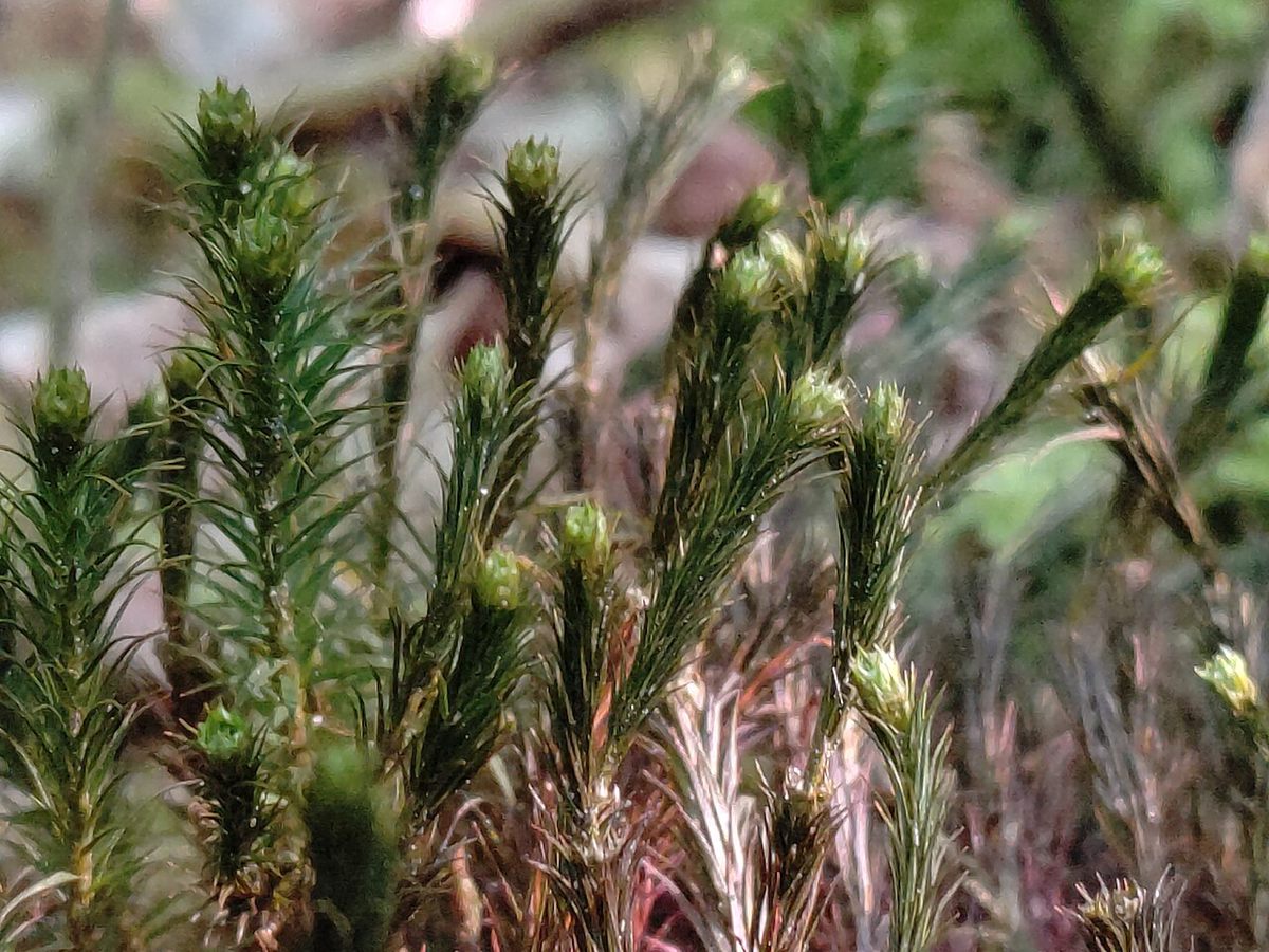 Photo of Fir Clubmoss (Huperzia selago)