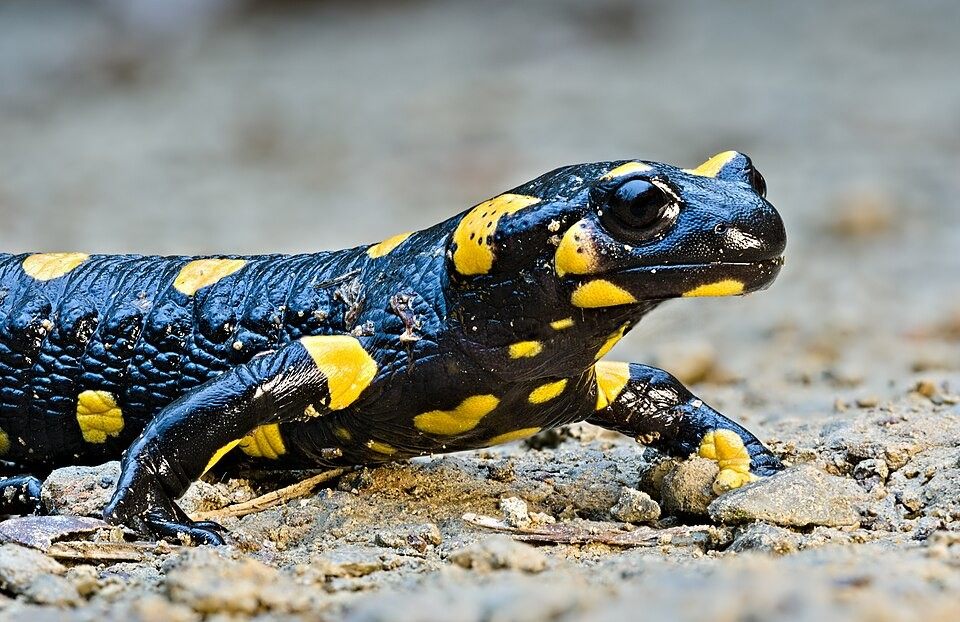 Photo of Fire Salamander (Salamandra salamandra)