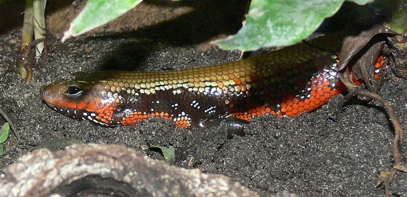Photo of Fire Skink (Mochlus fernandi)
