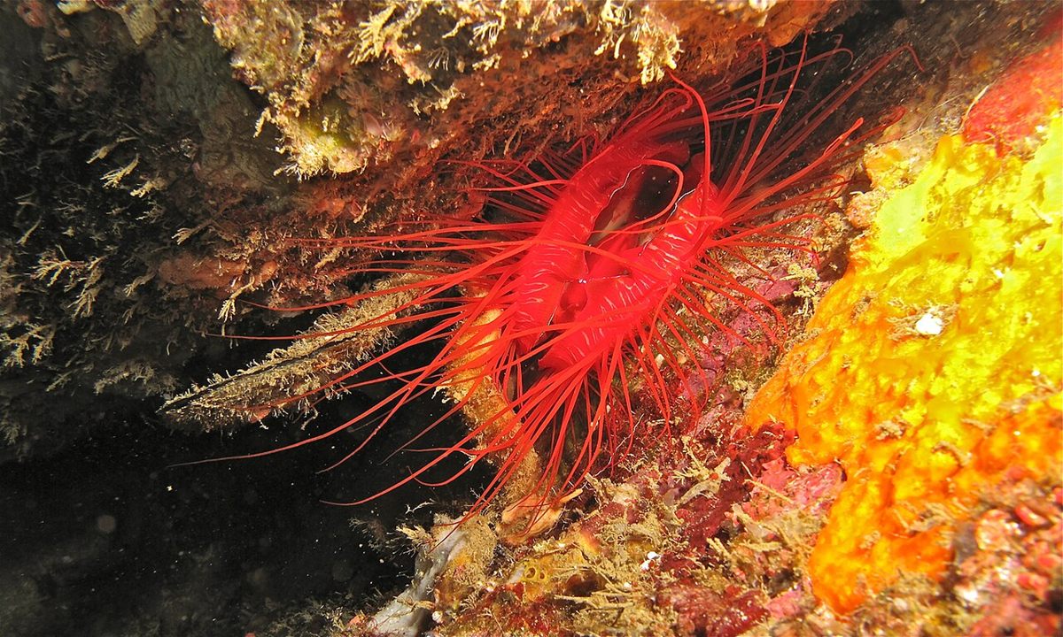 Photo of Electric Flame Scallop (Ctenoides ales)