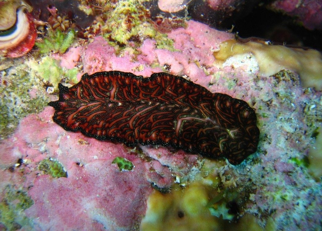 Photo of Bedford's Flatworm (Pseudobiceros bedfordi)