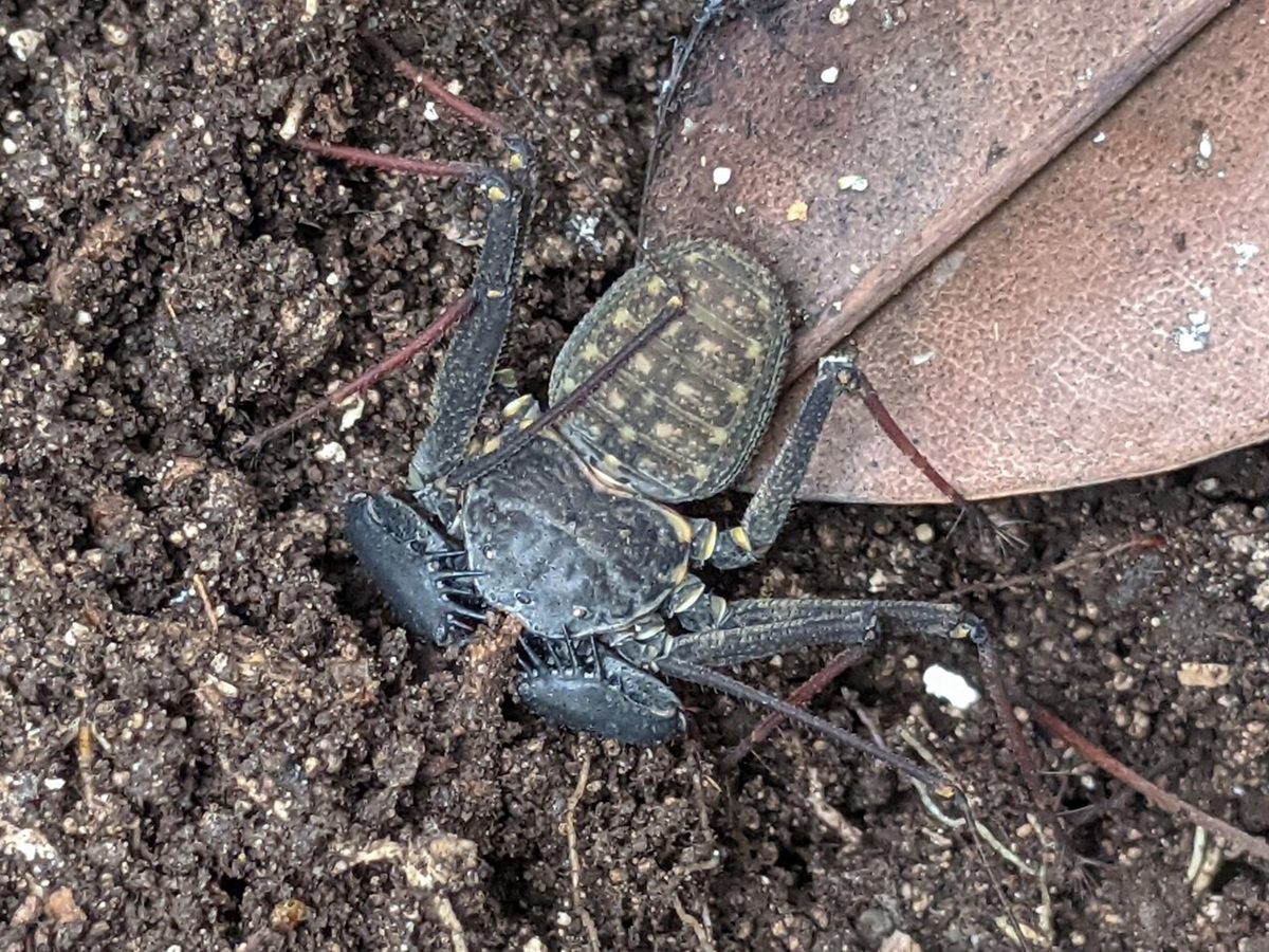 Photo of Florida Whip Spider (Phrynus marginemaculatus)