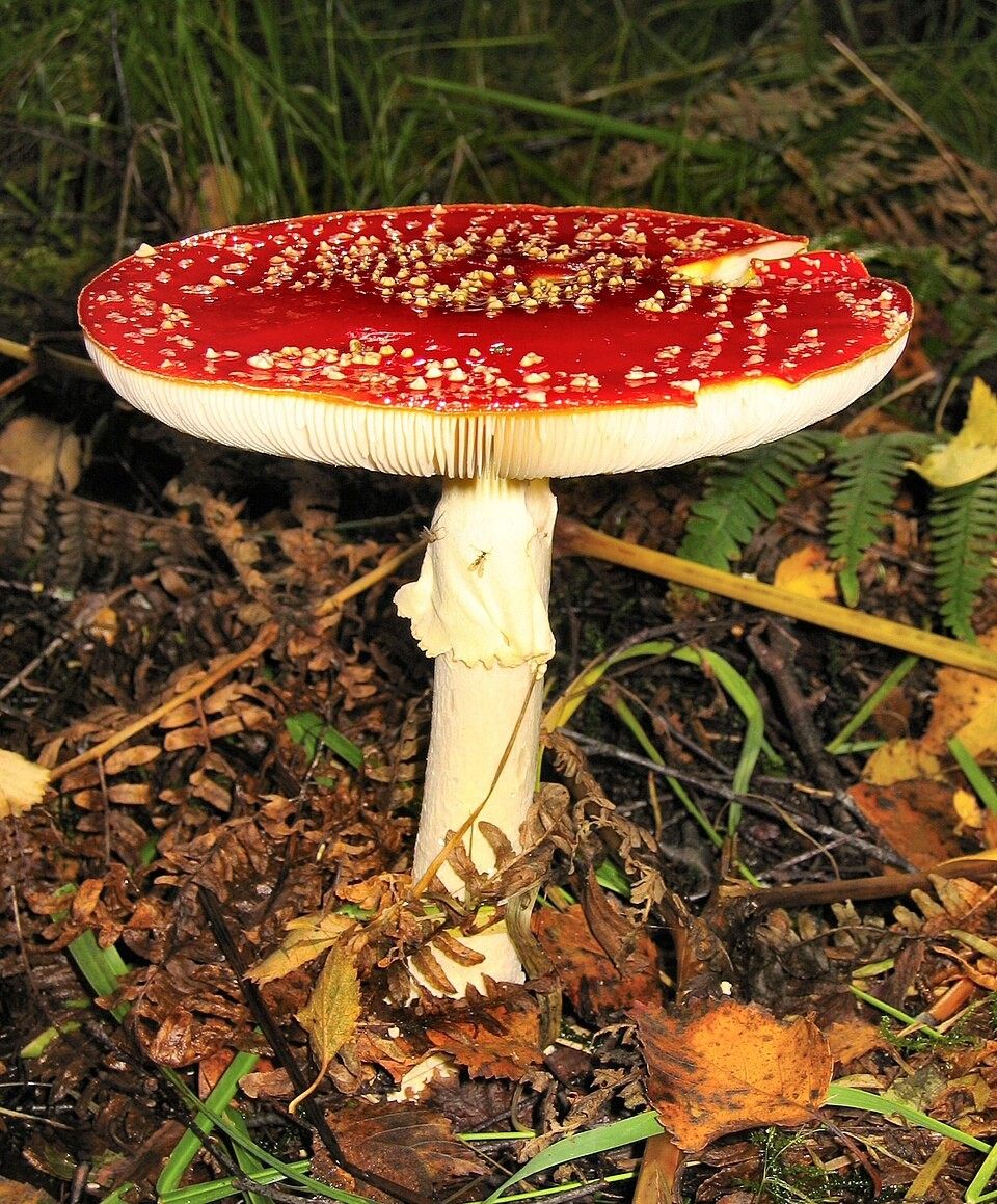 Photo of Fly Agaric (Amanita muscaria)