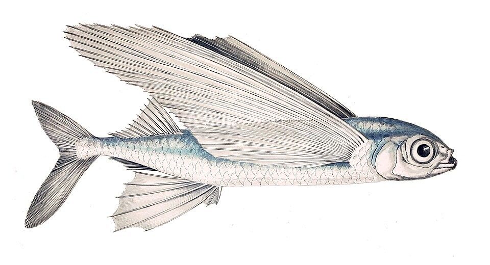 Photo of Tropical Two-wing Flyingfish (Exocoetus volitans)