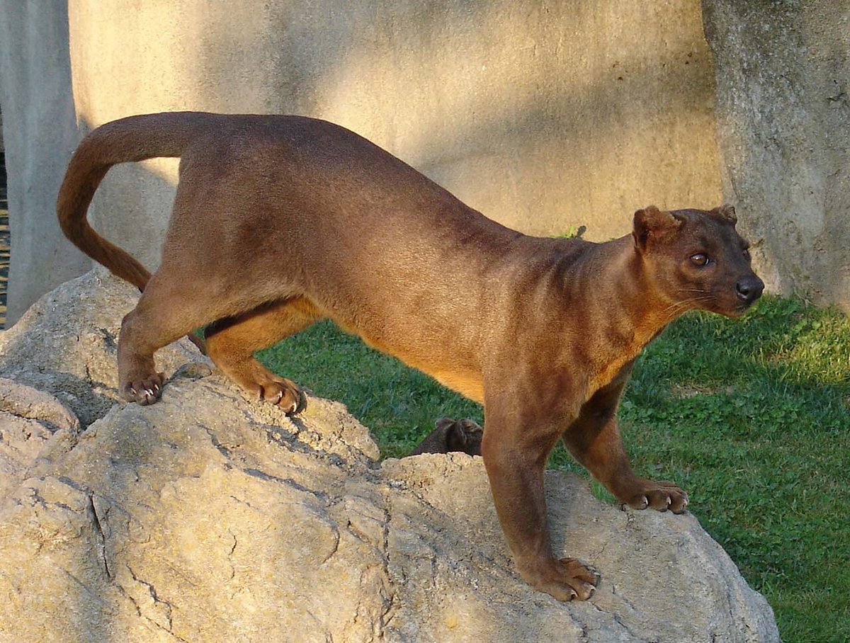 Photo of Fossa (Cryptoprocta ferox)