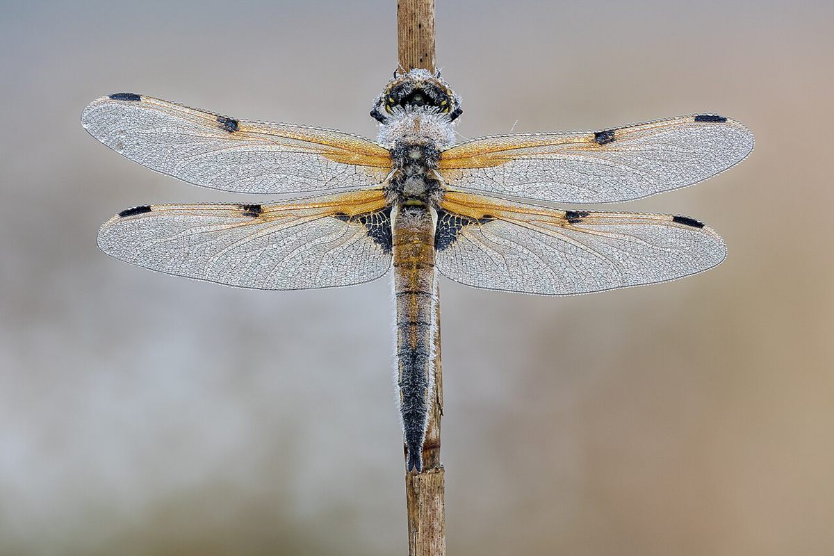 Photo of Four-spotted Chaser (Libellula quadrimaculata)