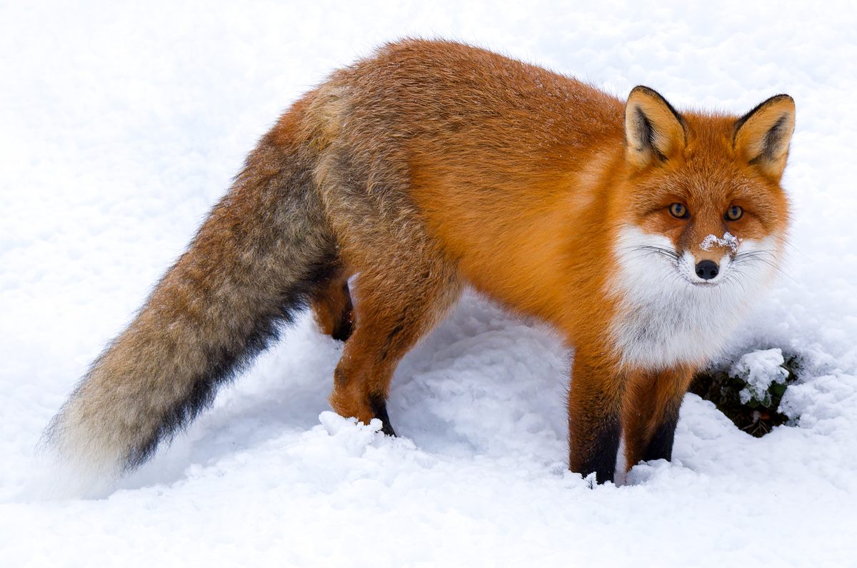 Photo of Red Fox (Vulpes vulpes)