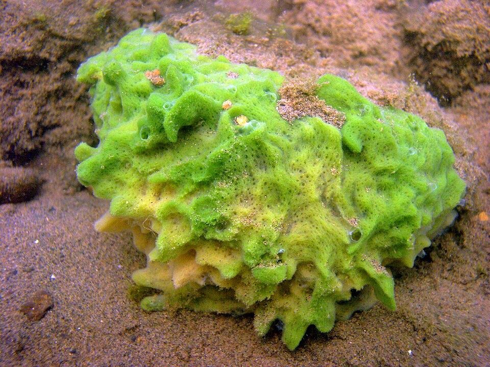 Photo of Freshwater Sponge (Spongilla lacustris)