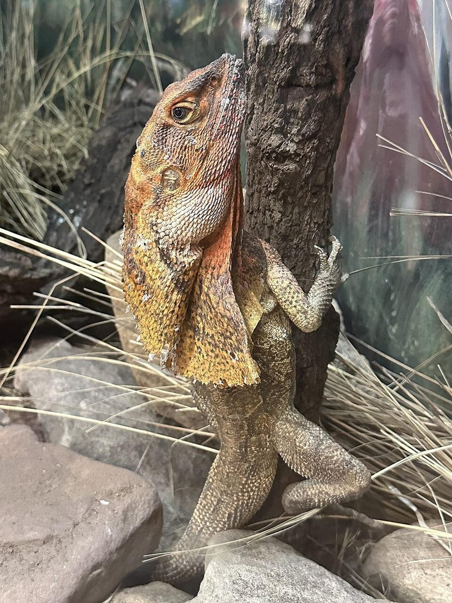 Photo of Frilled Lizard (Chlamydosaurus kingii)