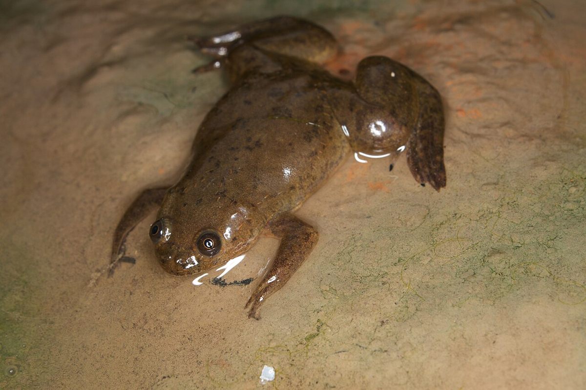 Photo of African Clawed Frog (Xenopus laevis)