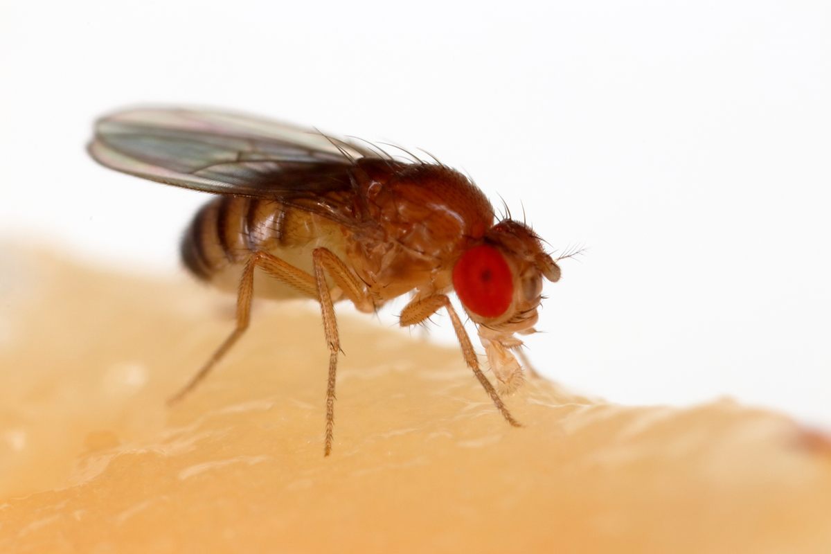 Photo of Fruit Fly (Drosophila melanogaster)