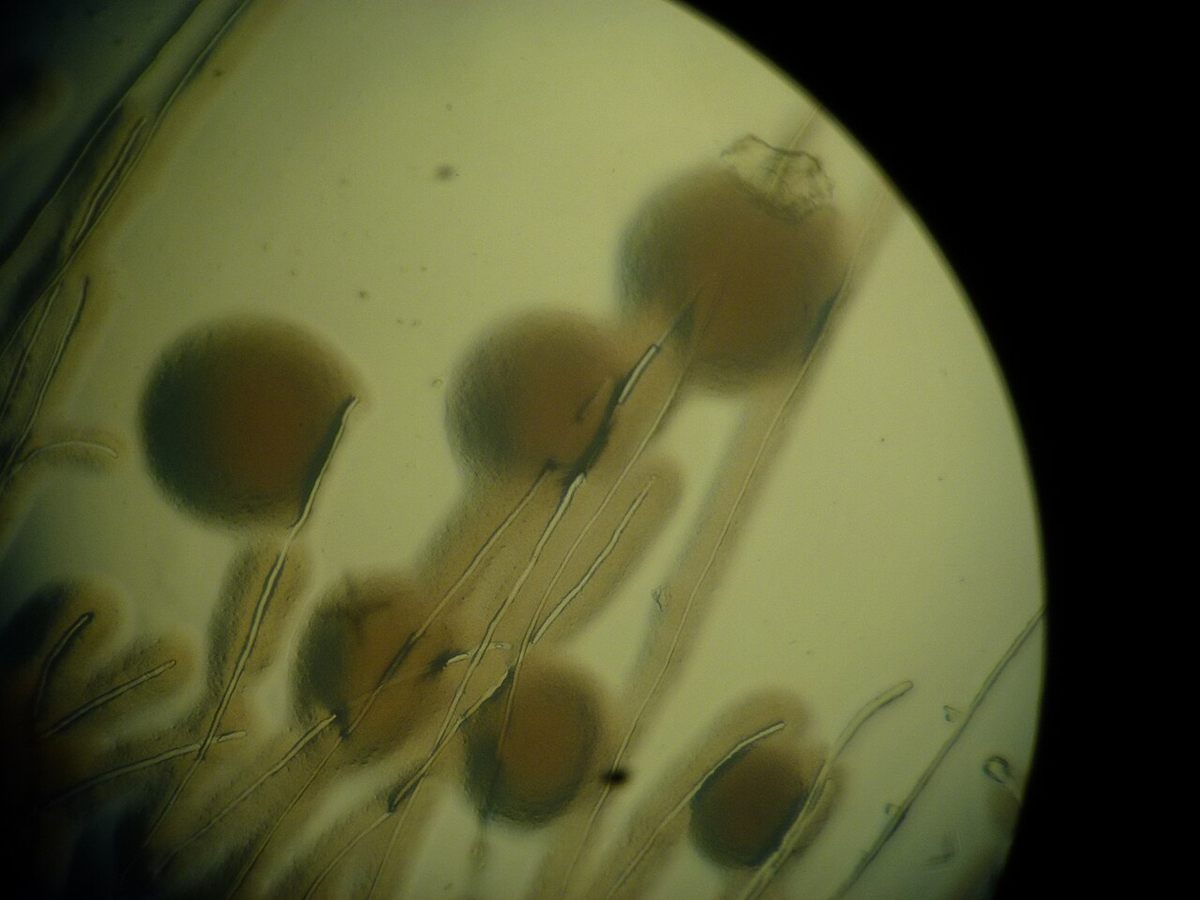 Photo of Funnel Mycorrhizal Fungus (Funneliformis mosseae)