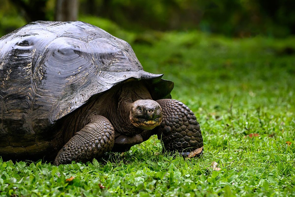Photo of Galapagos Giant Tortoise (Chelonoidis niger)