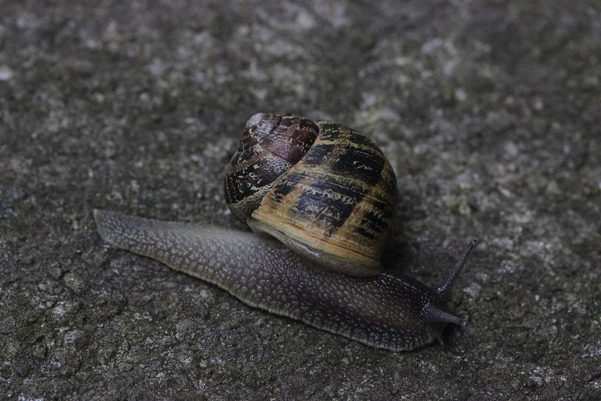 Photo of Garden Snail (Cornu aspersum)
