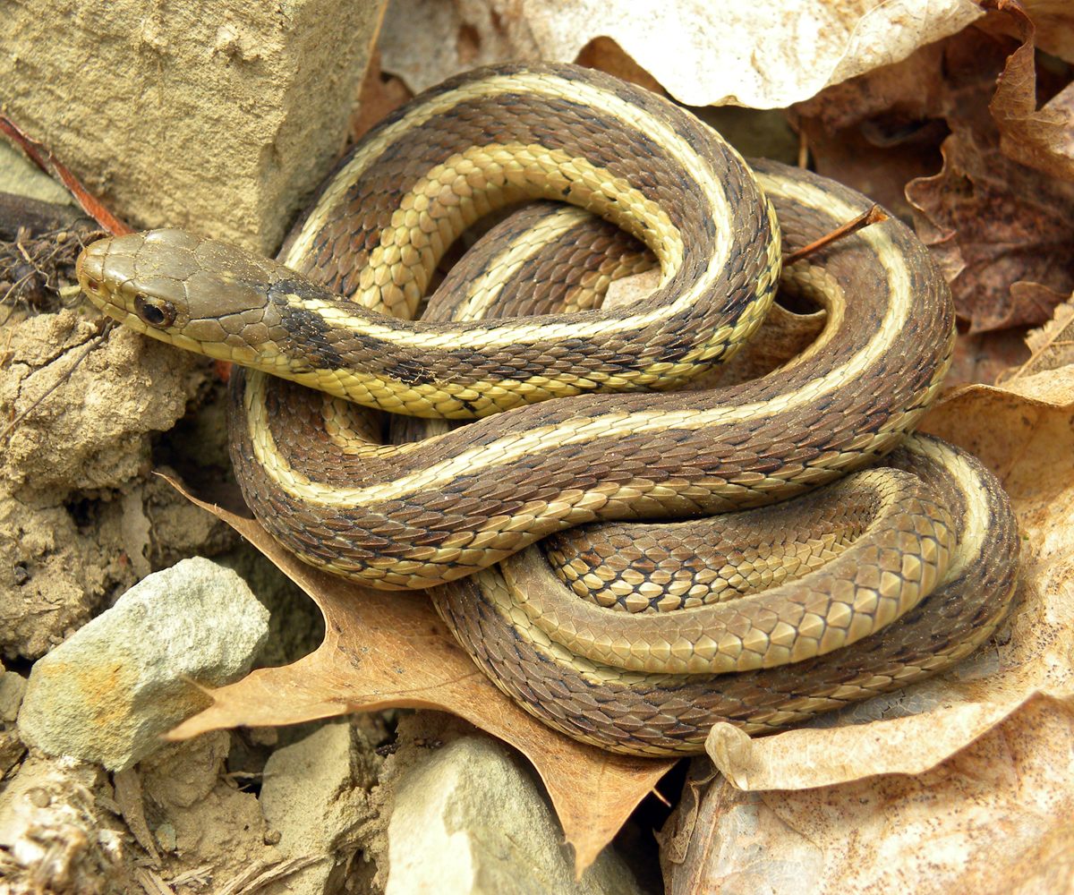 Photo of Garter Snake (Thamnophis sirtalis)