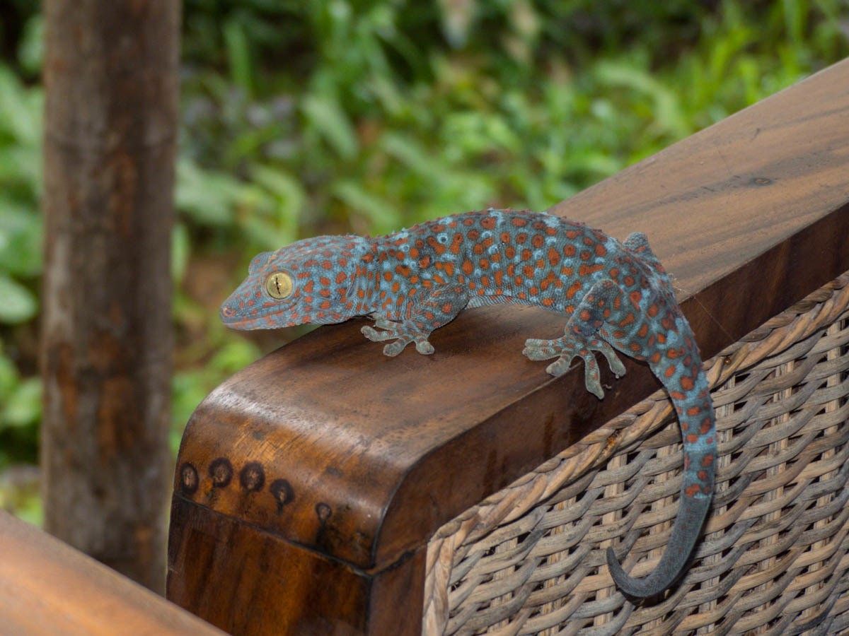 Photo of Tokay Gecko (Gekko gecko)