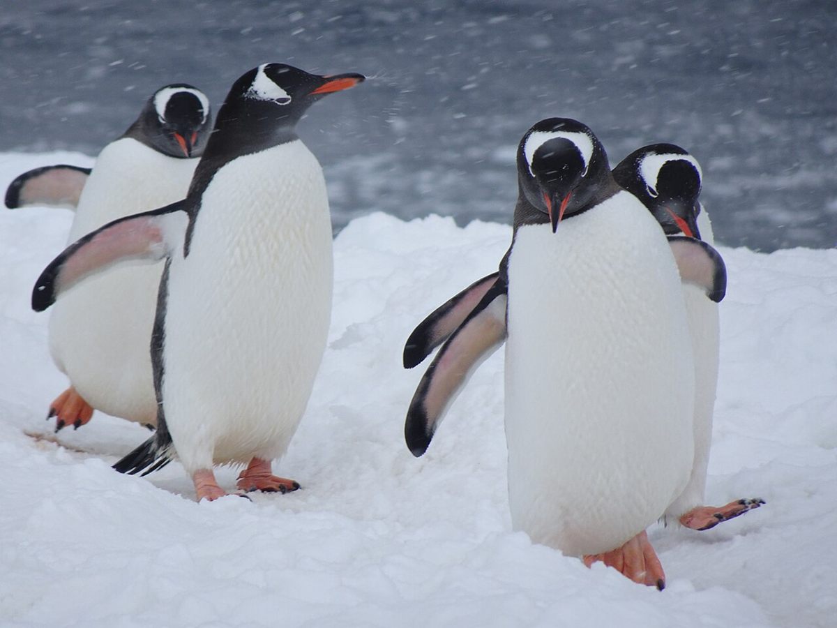 Photo of Gentoo Penguin (Pygoscelis papua)