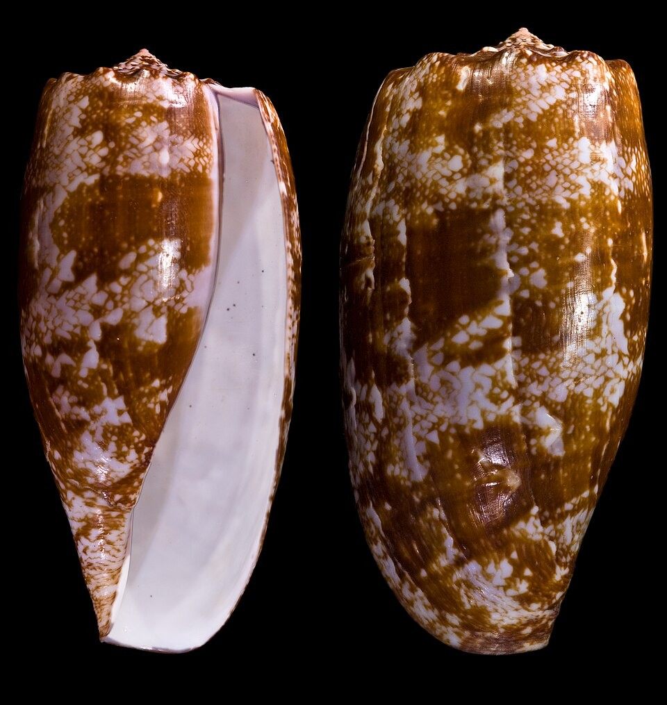 Photo of Geography Cone Snail (Conus geographus)