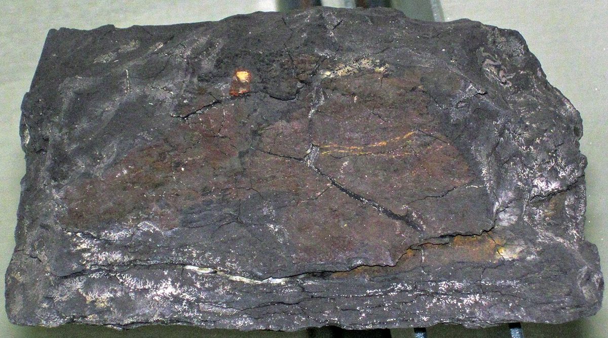 Photograph of Fissile Black Shale (Organic-Rich Laminated Argillaceous Shale)