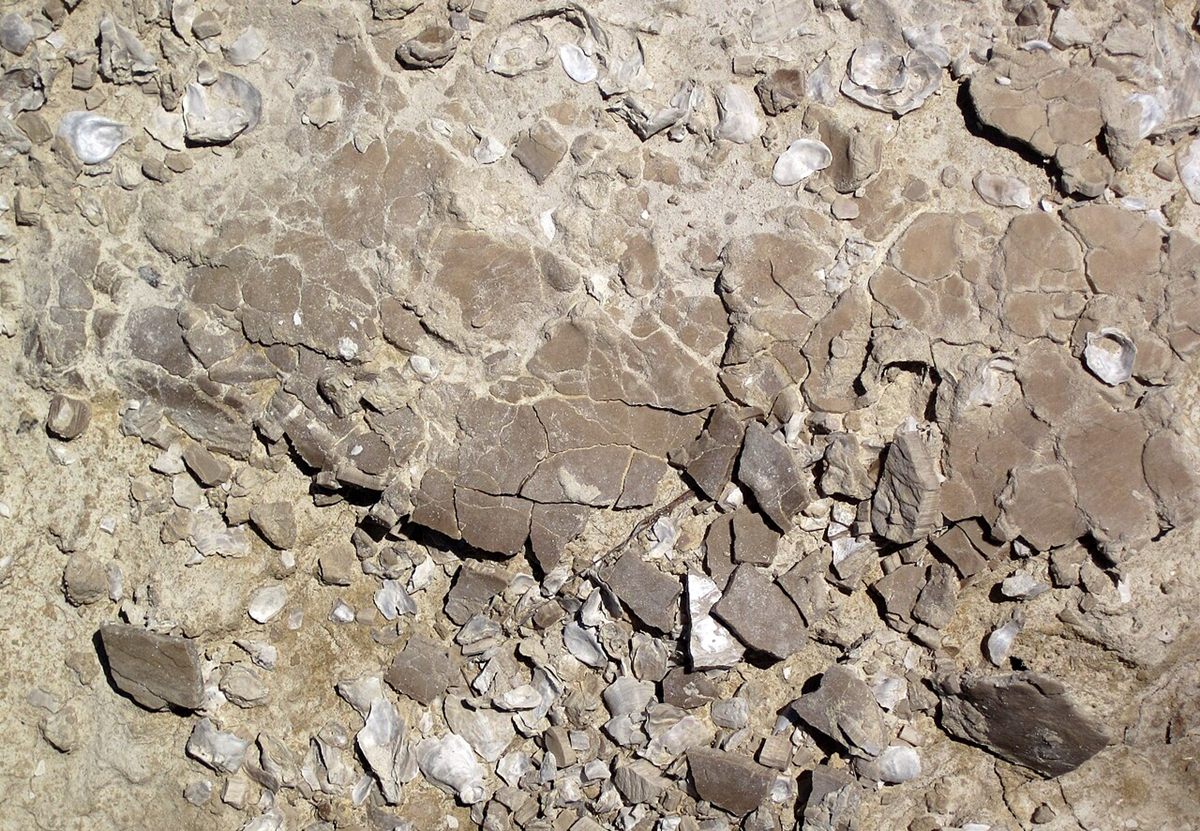 Photograph of Chalk (Pelagic Coccolithophore Biomicrite Chalk)