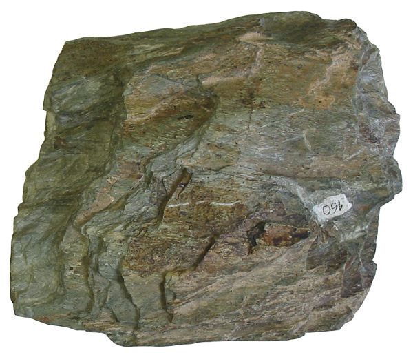 Photograph of Chlorite Actinolite Schist (Greenschist-Facies Mafic Chlorite Schist)