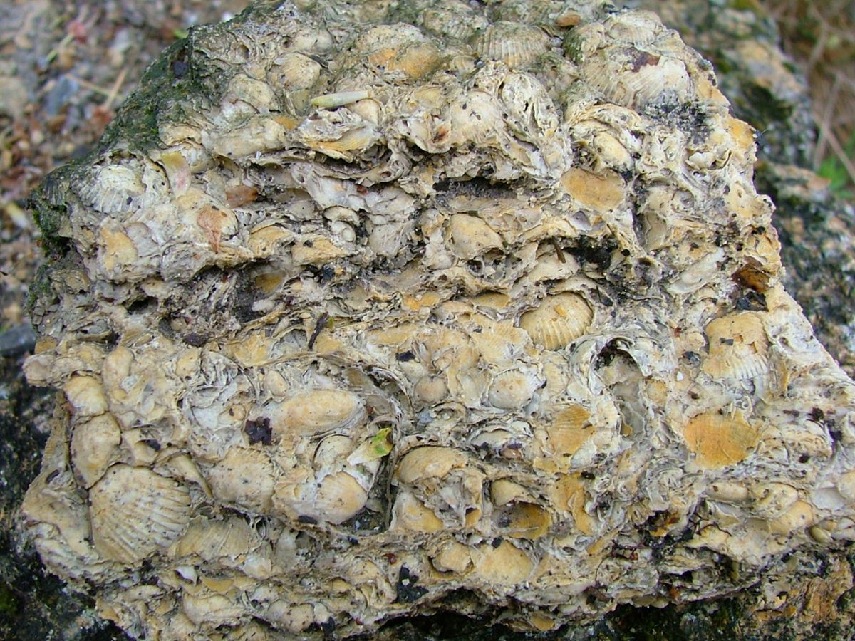 Photograph of Coquina (Porous Mollusk-Fragment Biocalcarenite)