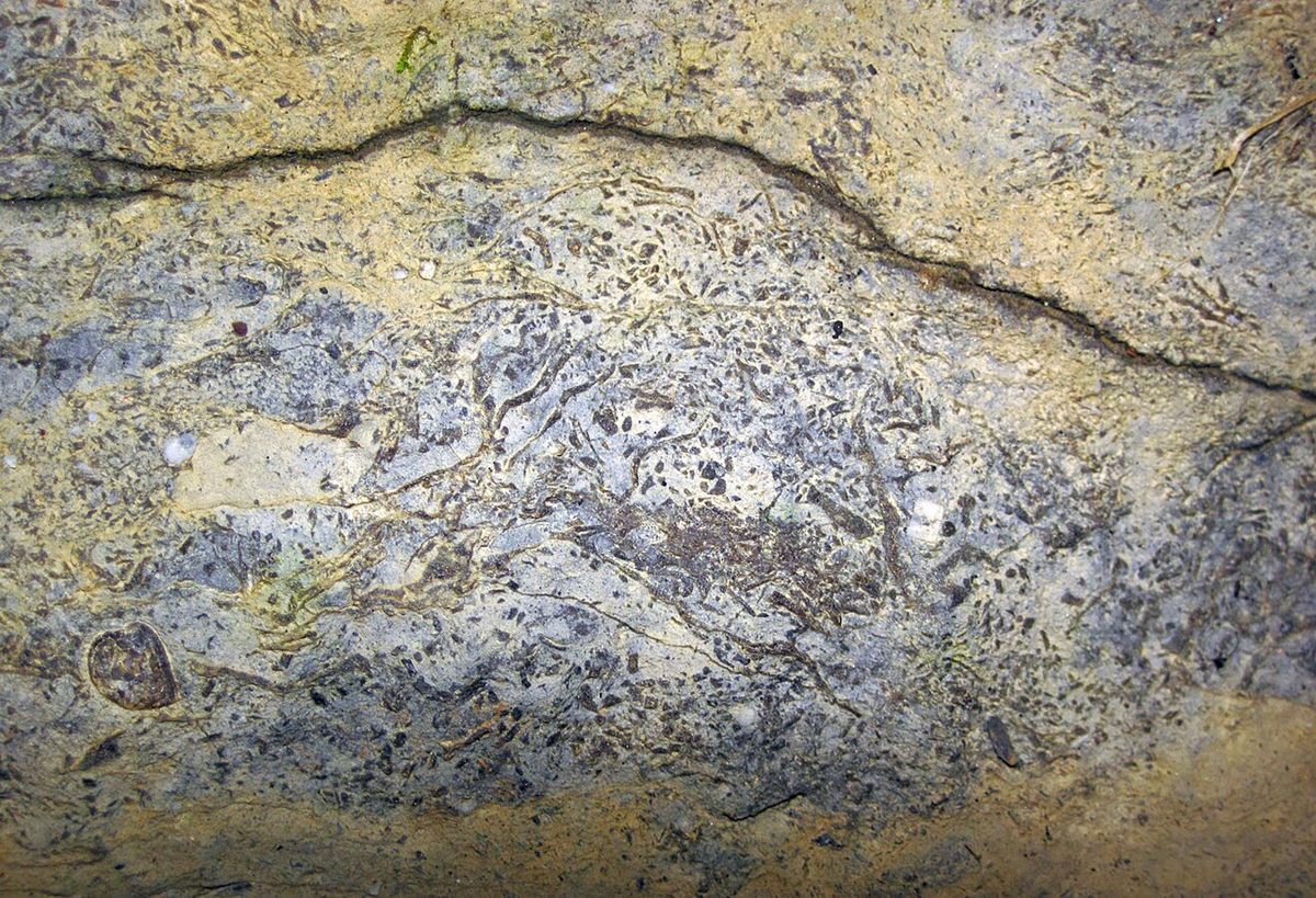 Photograph of Fossiliferous Limestone (Bioclastic Brachiopod–Crinoid Calcite Limestone)