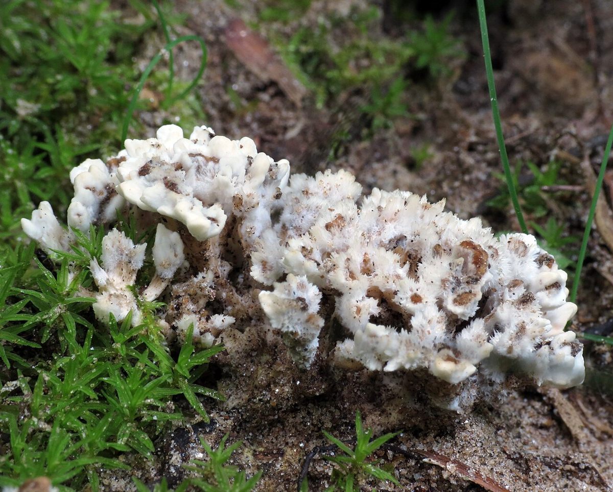 Photograph of Scoria (Vesicular Basaltic Cinder Scoria)