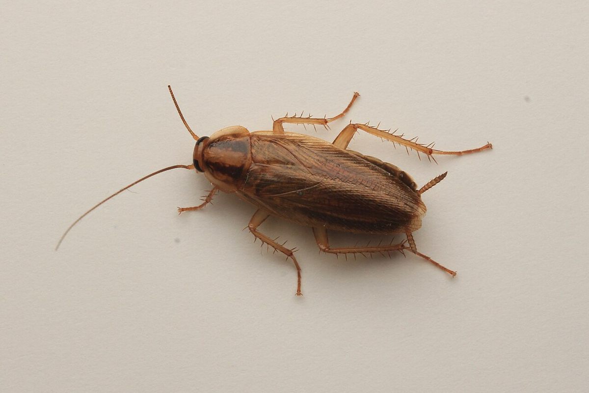 Photo of German Cockroach (Blattella germanica)