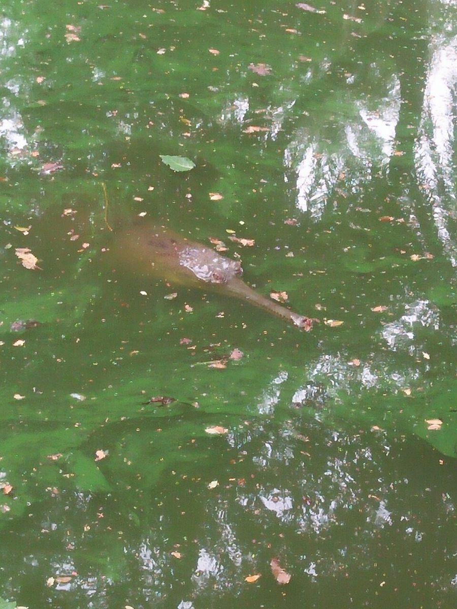 Photo of Gharial (Gavialis gangeticus)