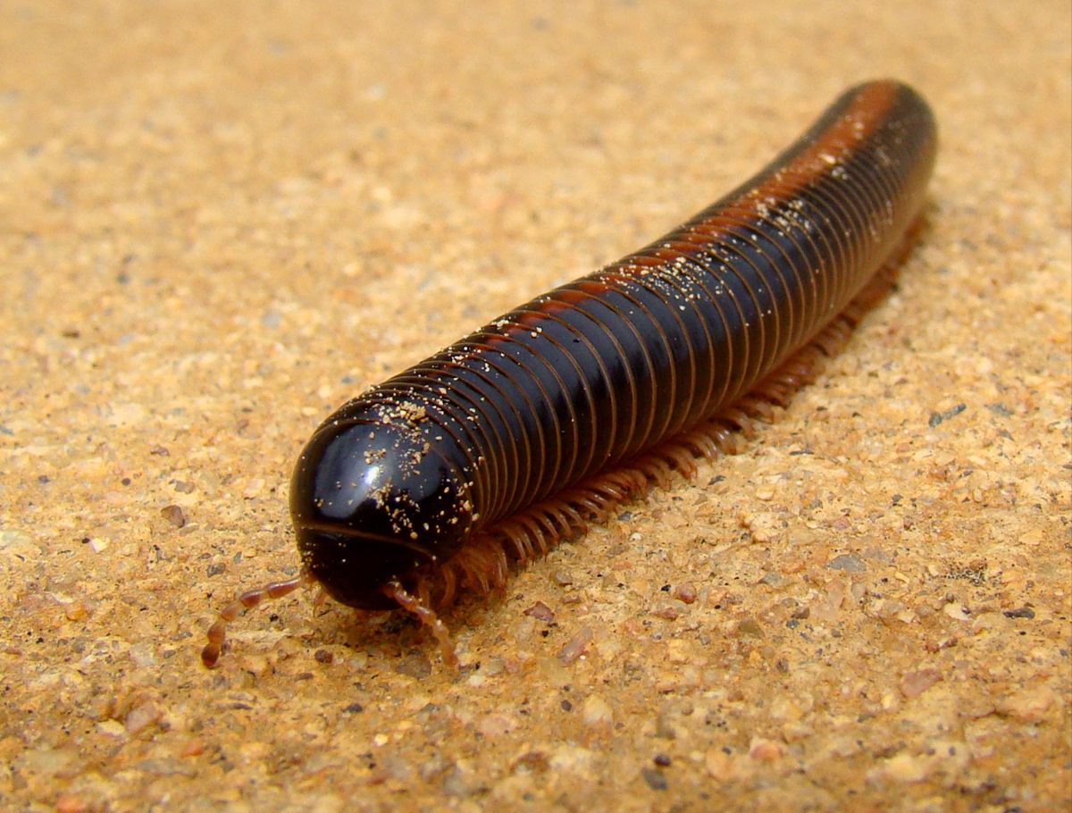 Photo of Giant African Millipede (Archispirostreptus gigas)