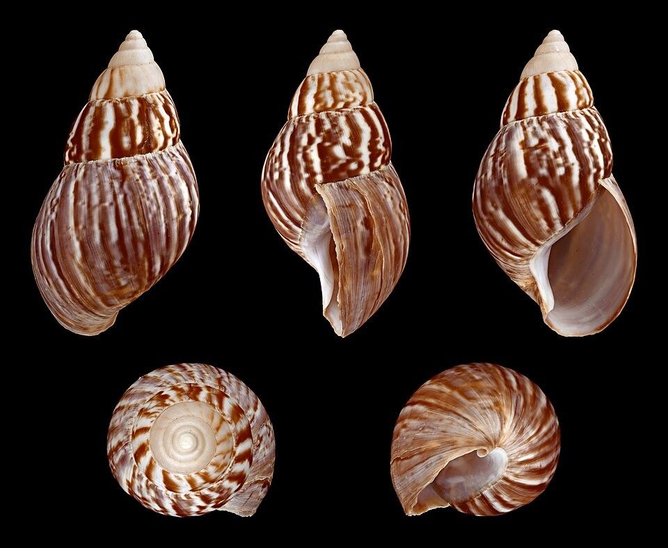 Photo of Giant African Land Snail (Lissachatina fulica)