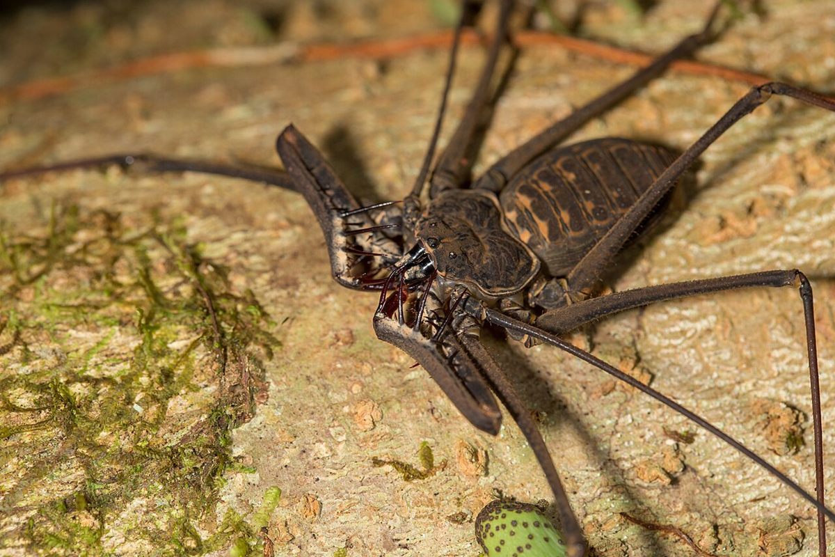 Photo of Giant Amazonian Whip Spider (Heterophrynus batesii)