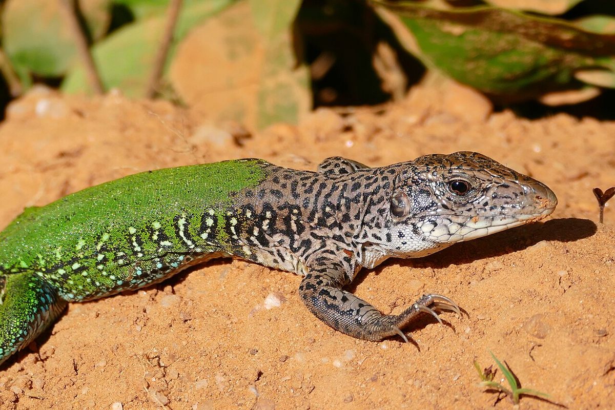 Photo of Giant Ameiva (Ameiva ameiva)