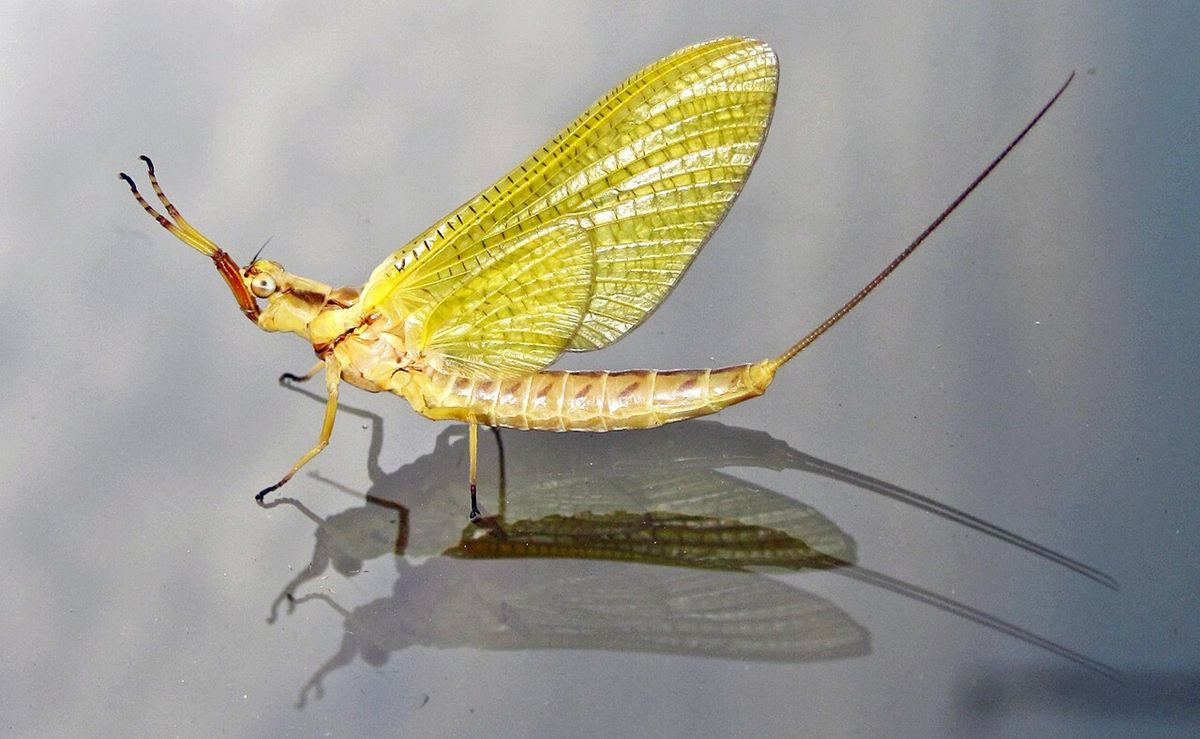 Photo of Giant Burrowing Mayfly (Hexagenia limbata)
