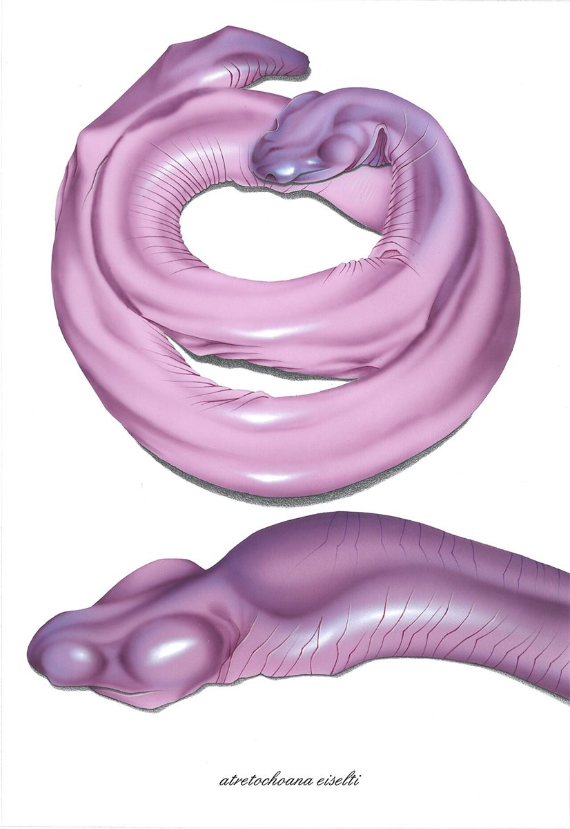 Specimen photo of Giant Caecilian (Atretochoana eiselti)