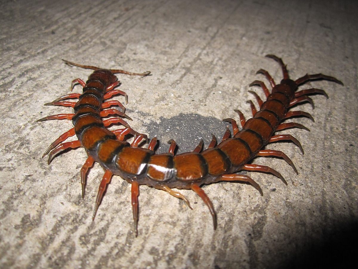 Photo of Amazonian Giant Centipede (Scolopendra gigantea)