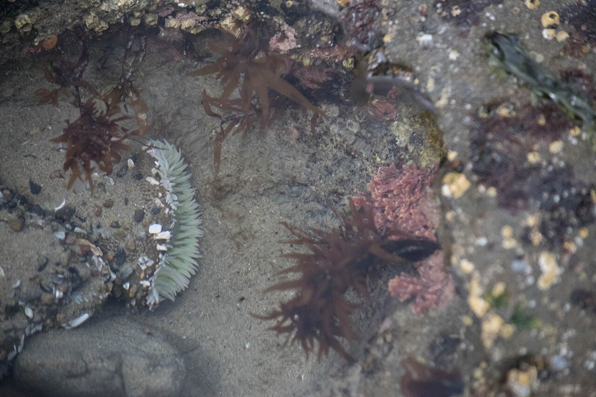 Photo of Giant Green Anemone (Anthopleura xanthogrammica)