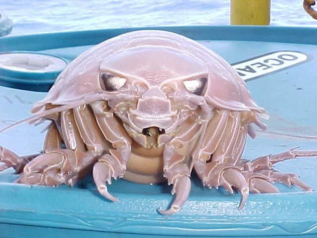 Photo of Giant Isopod (Bathynomus giganteus)