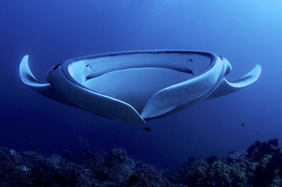 Photo of Giant Manta Ray (Mobula birostris)
