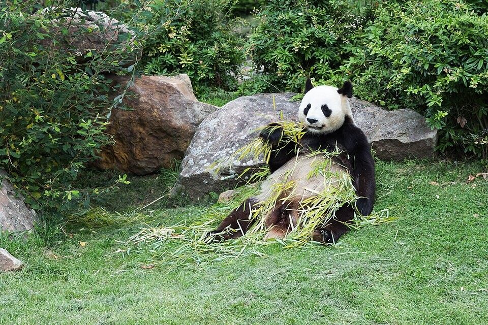 Photo of Giant Panda (Ailuropoda melanoleuca)