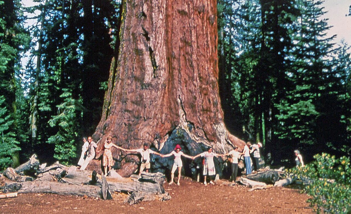 Photo of Giant Sequoia (Sequoiadendron giganteum)