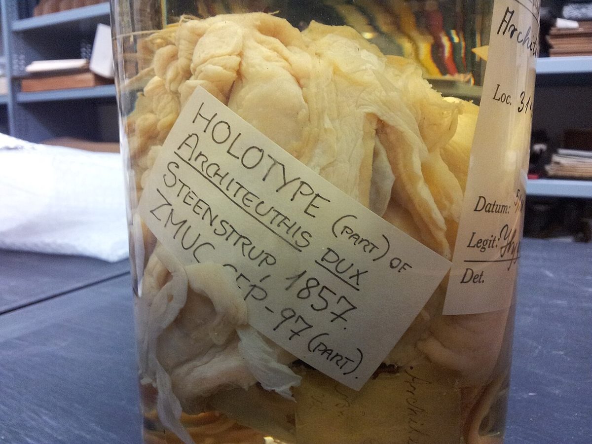 Specimen photo of Giant Squid (Architeuthis dux)