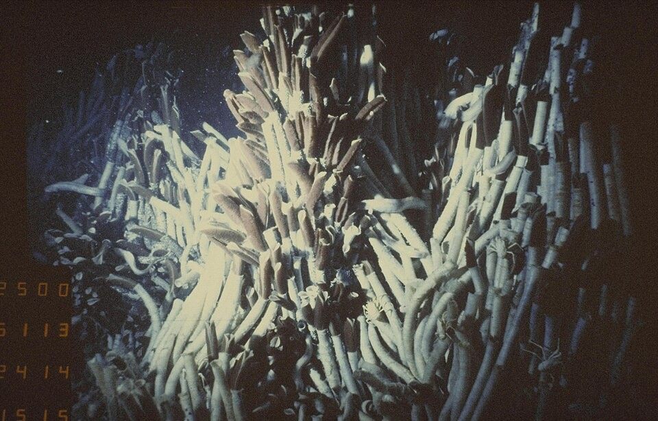 Photo of Giant Tube Worm (Riftia pachyptila)