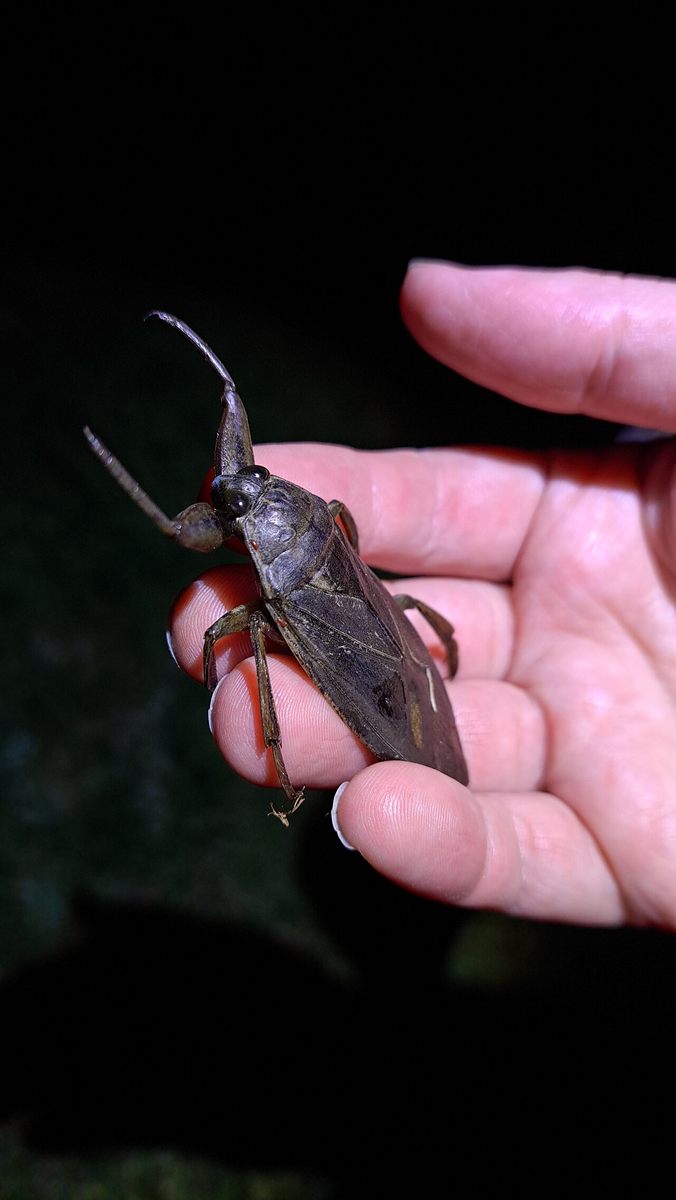 Photo of Giant Water Bug (Lethocerus americanus)