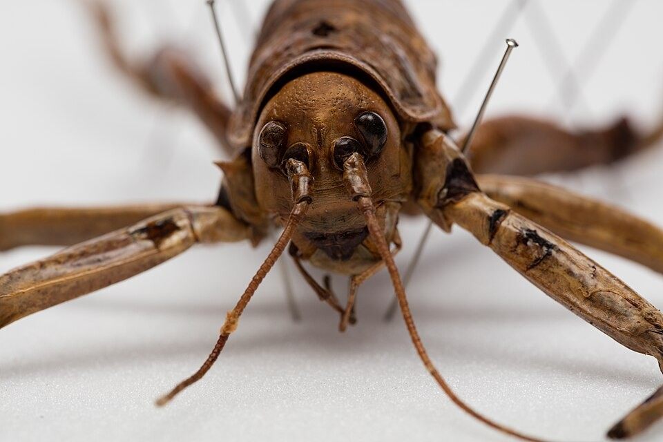 Photo of Giant Weta (Deinacrida heteracantha)