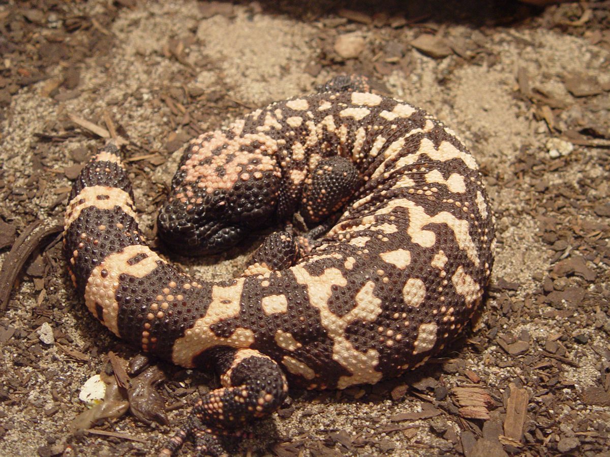 Photo of Gila Monster (Heloderma suspectum)