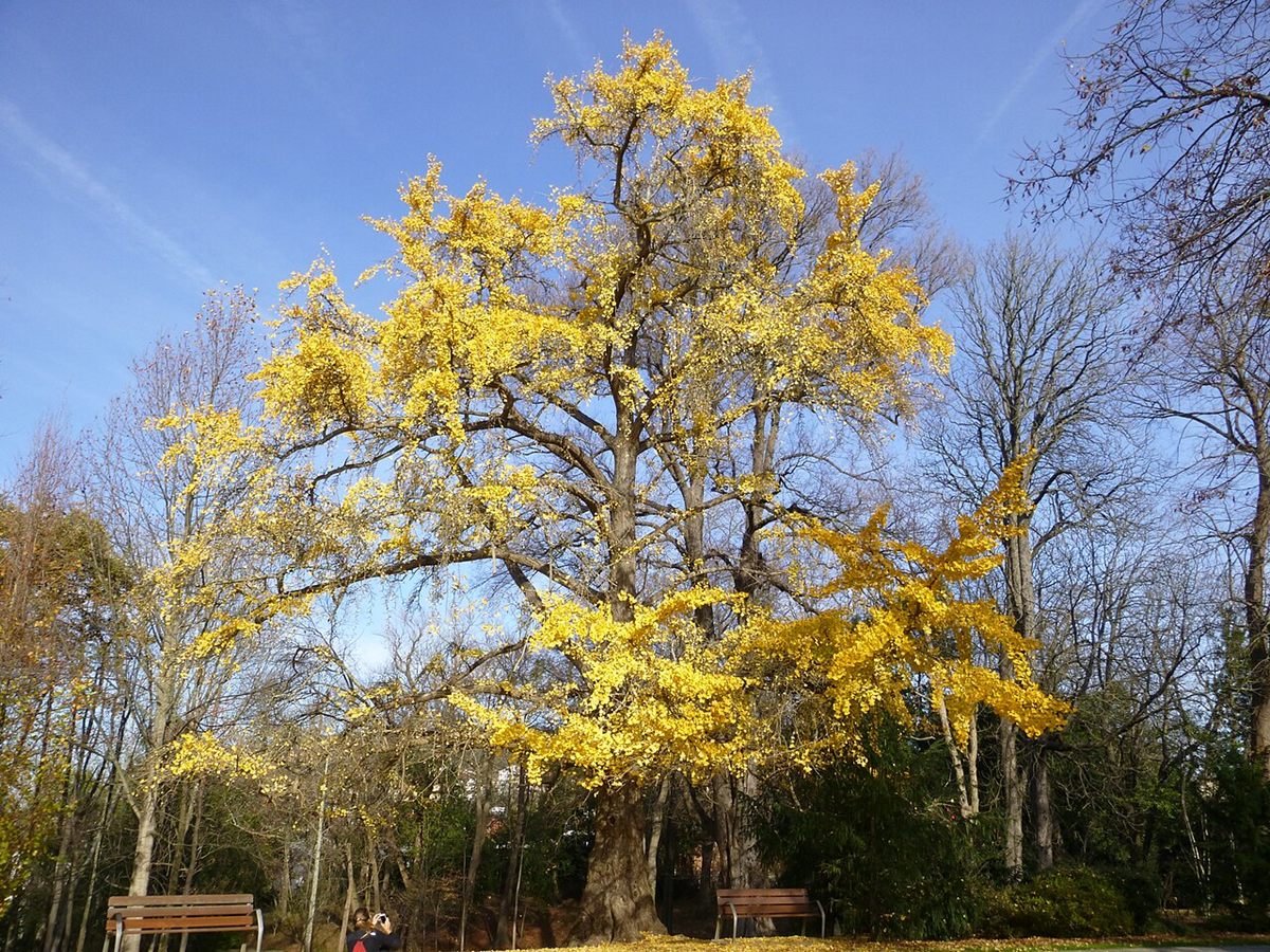 Photo of Ginkgo (Ginkgo biloba)