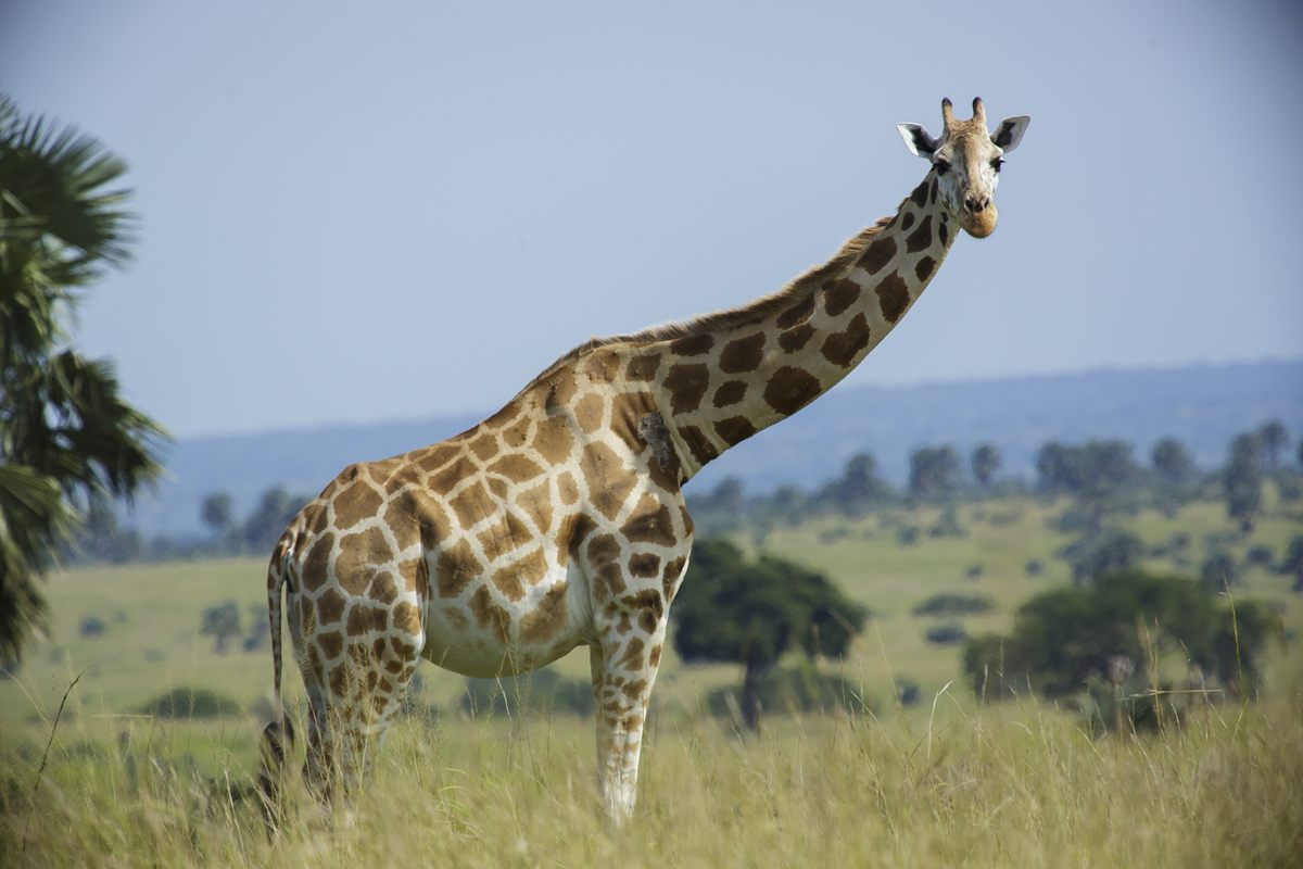 Photo of Giraffe (Giraffa camelopardalis)